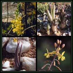 Bulbine Praemorsa Seeds - 10 Seed Pack - Indigenous Succulent - Worldwide Shipping New