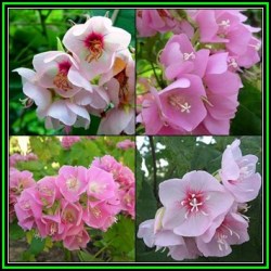 10 Dombeya Burgessiae Seeds - Pink Wild Pear - Indigenous Tree - Combined Global Shipping - New