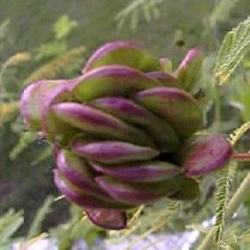 100 Illinois Bundleflower Prairie Mimosa Seeds - Desmanthus Illinoensis - Psychoactive Perennial