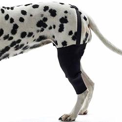 hind leg brace for dogs