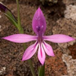 10 Radinosiphon Leptostachya Seeds - Indigenous South African Perennial Bulb -insured Flat Ship Rate