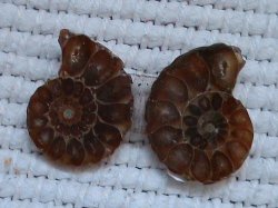 Small A Grade Fossil Ammonite Pair
