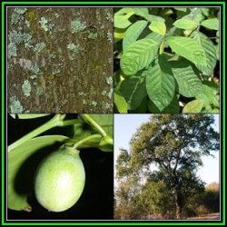 Berchemia Discolor - Brown Ivory 10 Seed Pack Indigenous Evergreen Edible Fruit Tree Medicinal New