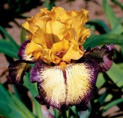 Iris Plants: 'aggressively Forward' Full Yellow Ground Plicata - Musky Fragrance