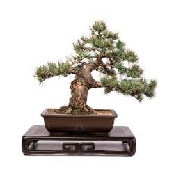 Imported Japanese White Pine