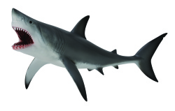 Collecta Sea Life-great White Shark - Open Jaw-xl