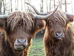 Home Comforts Laminated Poster Cattle Coo Highland Cow Scotland Scottish Hairy Poster Print 24 X 36