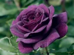 Dull Purple Rose Seeds 10 Seeds Per Packet