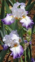 Iris Plants: 'conjuration' - For The Serious Collector