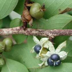 10 Margaritaria Discoidea Seeds - Pheasant-berry - Indigenous Tree - Medicinal