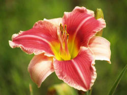 Daylily Plants: ' What-a-beaut' - Slightly Ruffled Rosy Petals Edged In White Limited
