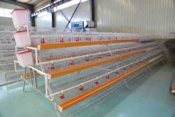 Surehatch 360 Bird Egg Laying Cage Elite Poultry Equipment