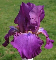 Iris Plants - Variety: 'plum Fairy' - Rose Pink Self.
