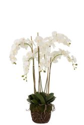 Orchid Phaleanopsis Tree Plant
