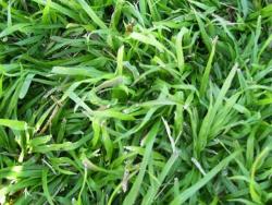 Lm Berea Lawn Grass Seed - Lm Berea - 60 Grams - 20M2