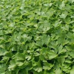 Celery - Microgreen Seeds - 500 Gram