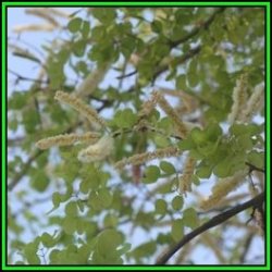 Acacia Nigrescens - Knob Thorn Tree Knopdoring - 10 Seed Pack - Combined Global Shipping - New