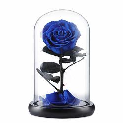 Beauty And The Beast Rose Kit Preserved Real Rose With Fallen Petals In Glass Dome On Wooden Base Great For Valentine's Day Mother's Day
