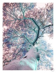 Fever Tree Art Print - A1