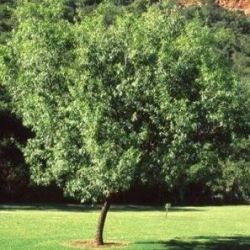 10 Searsia Pendulina Tree Seeds White Karee Or Witkaree - Indigenous South African Tree Seeds