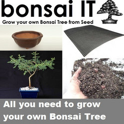Seeds For Africa Umbrella Thorn - Bonsai-it - Everything You Need To Grow Your Own Bonsai - Mustard Colour Pot