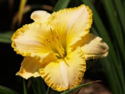 Daylily Plants: Mpl 112 - Lovely Yellow With Ruflled Golden Filigree Edge