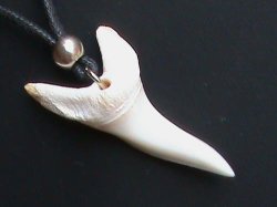 Large Mako Shark Tooth Necklace. Genuine Sharks Tooth