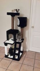 Brand New Cat Condo Highest Quality Black In Colour Only 3 Available