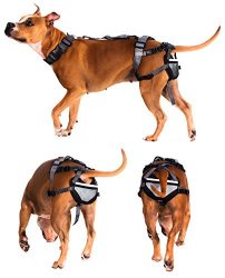 Chastity Belt For Dogs - Pet Anti-breeding System Pabs Humane Birth Control Protects Against Breeding Large