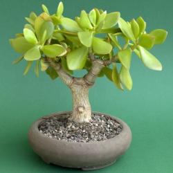 10 Jade Tree - Crassula Ovata Bonsai Seeds - Indigenous South African Succulent