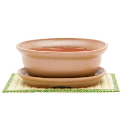 Acacia Bonsai Growing Kit - Tan Glazed Pot And Saucer