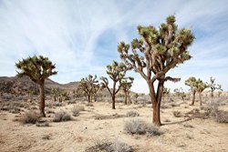 Joshua Tree National Park California Desert Landscape Photo Poster 24X36 Inch