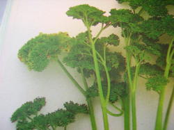 Parsley Moss Curl 300 Seeds Curly Parsley Seeds