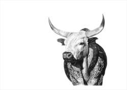 'tusk The Bull' Vincent Reid Limited Print - A4