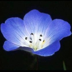 50 Nemophila Menziesii Seeds - Baby Blue Eyes - Sow Spring Autumn - Annual Seeds