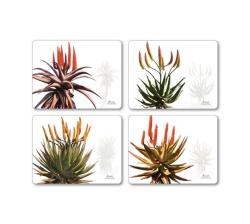 Set Of 4 South African Aloes Vinylprintsmounted On Corc Blocks.