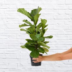 Fiddle Leaf Fig - Medium - 19CM Nursery Pot Short Full Plant