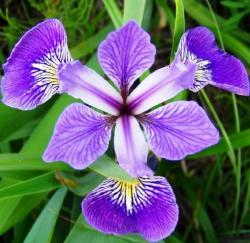10 Harlequin Blue Flag Iris Seeds - Iris Versicolor Seeds - Fost Hardy Perennial
