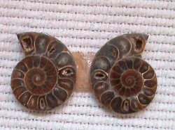 Ammonite Fossil Pair From Madagascar. Aa Grade