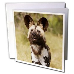 3DROSE African Wild Dog Harnas Wildlife Foundation Greeting Cards 6" X 6" Set Of 12 GC_206230_2