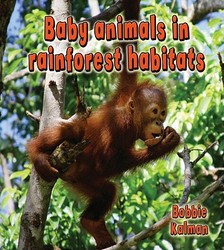Baby Animals in Rainforest Habitats Paperback