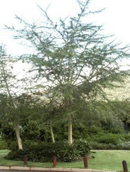 Vachellia Acacia Xanthophloea - Fever Tree - Indigenous South African Tree - 10 Seeds - Default