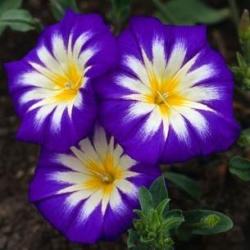 50 Morning Glory 'blue Ensign' Convolvulus Tricolor Seeds - Creeper Climber Groundcover