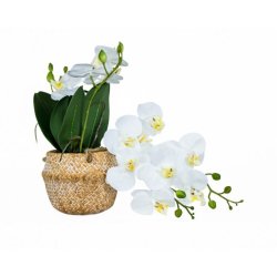 Faux White Orchid In Pot Sotran Dekorativ
