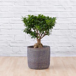 Ficus Ginseng - In Midnight Blue Basket