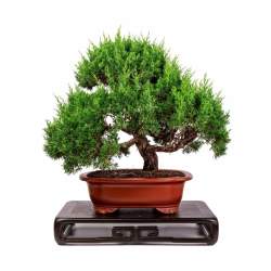 Imported Shimpaku 'itoigawa' Juniper