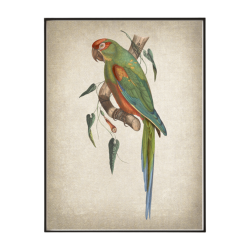 Red Fronted Macaw Art Print - A4 297X210 Mm