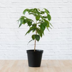 Coffee Tree - 25CM Nursery Pot