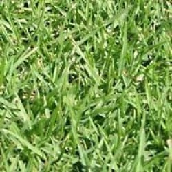 Kikuyu Lawn Grass Seed - Kikuyu - 350 Grams - 50m2