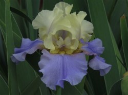 Iris Plants: Variety: Edith Wolford - Clear Canary Yellow Standards Mid-blue Violet Falls Ruffled.